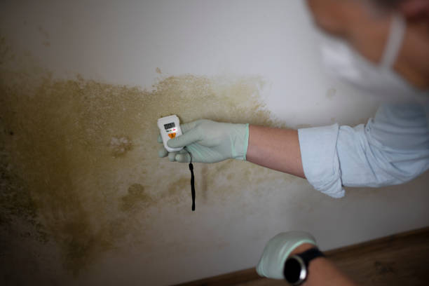 Mold Documentation for Insurance Claims in Gearhart, OR